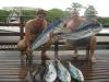 Equipe Fabinho - Pescaria em 18/01