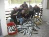 Pescaria de anchovas com a equipe Dourado em 11/07