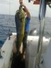 Dourado 16,6kg