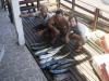 Equipe Ciclone - Pescaria em 16/03