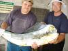 Equipe Georgia II - Dourado de 14,6 kg - pescaria em 22/02