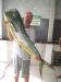 Ildemor - dourado de 16 kg - Parabns !!!!!