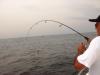 Alvaro, equipe MBV, brigando com um peixe em pescaria no feriado de 21/04/10 –  Postado em  26/04/2010 por Marina Bela Vista
